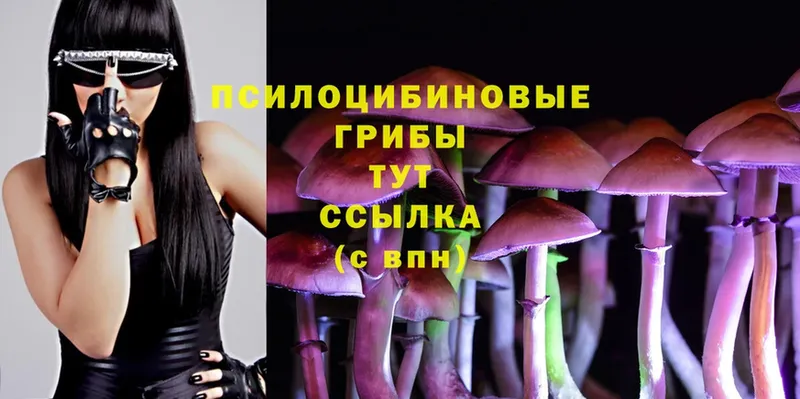 Псилоцибиновые грибы Psilocybe  магазин продажи   Александров 